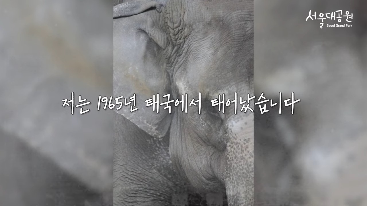 서울대공원 코끼리 사쿠라
