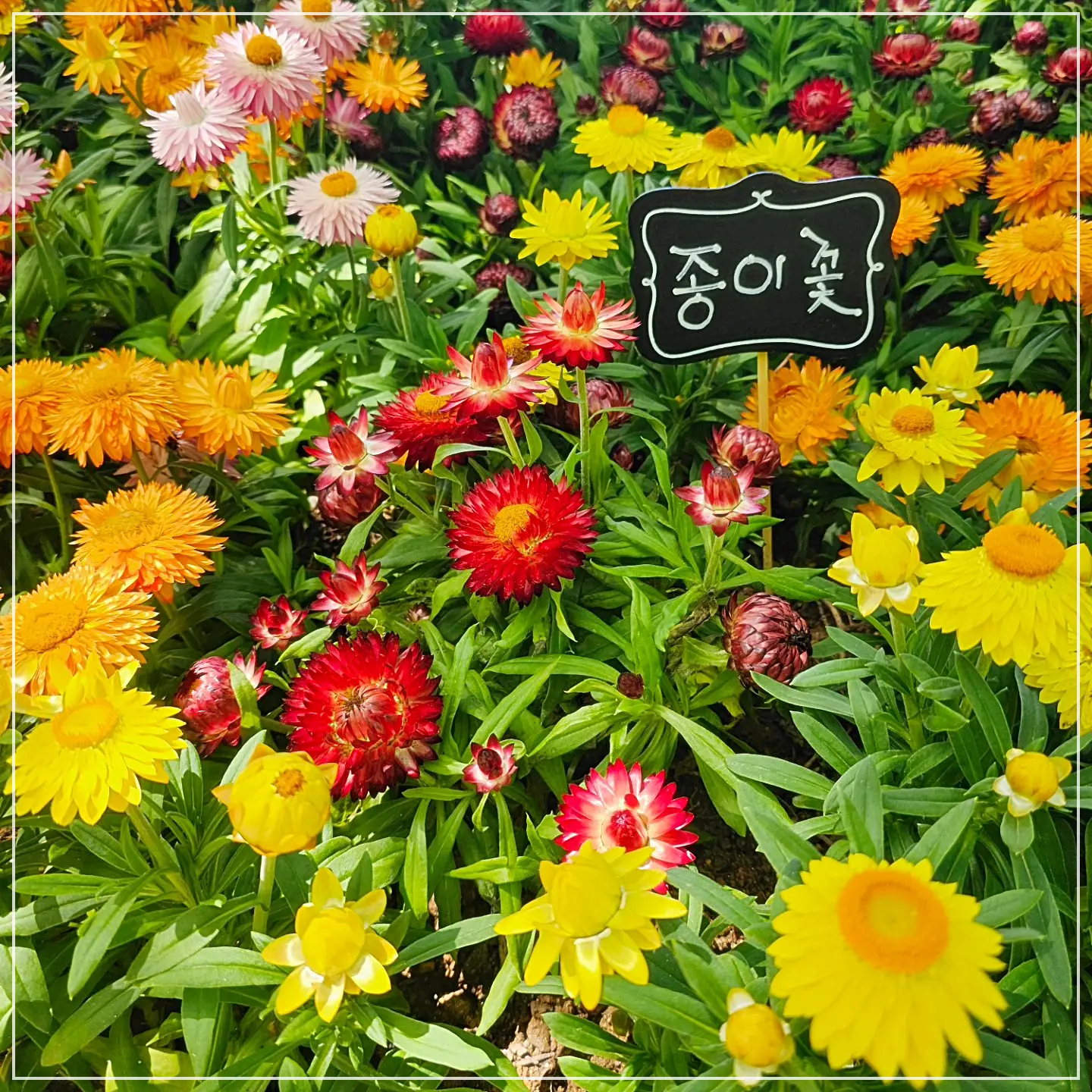 고양국제꽃박람회