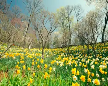 화담숲 예약 봄 수선화 축제_9