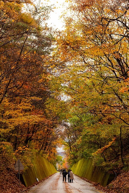 중장년층을 위한 가을 단풍 여행