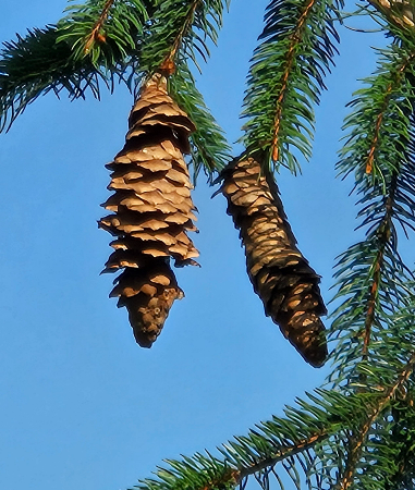 독일가문비 열매2