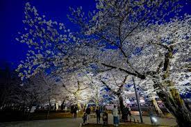 울주작천정 벚꽃축제 기본일정과 프로그램 소개