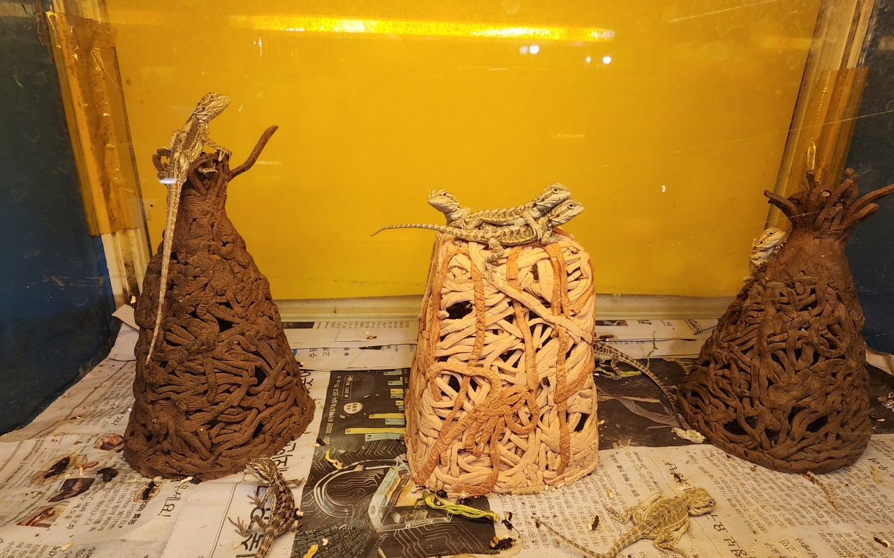 테라크랩팜 도마뱀들