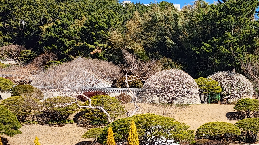 부산 충렬사 매화