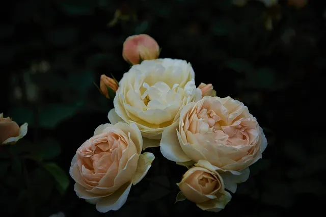 오늘이 아니라면 최적의 개화 시기는 언제인지 곡성세계장미축제에서 확인하세요_2