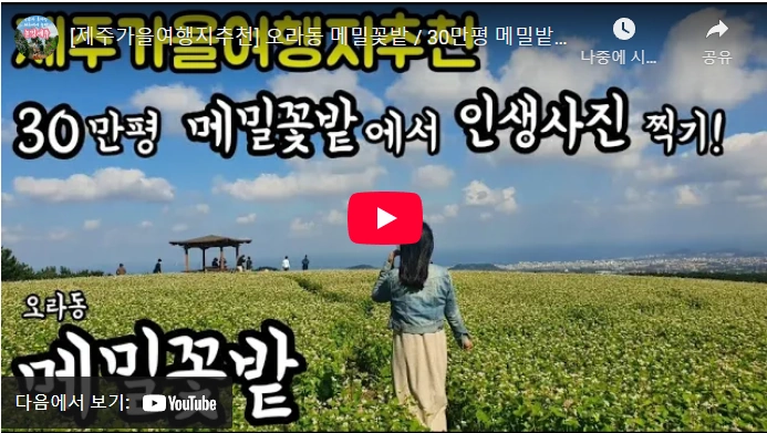 폭싹 속았수다 메밀꽃밭 촬영지 제주도