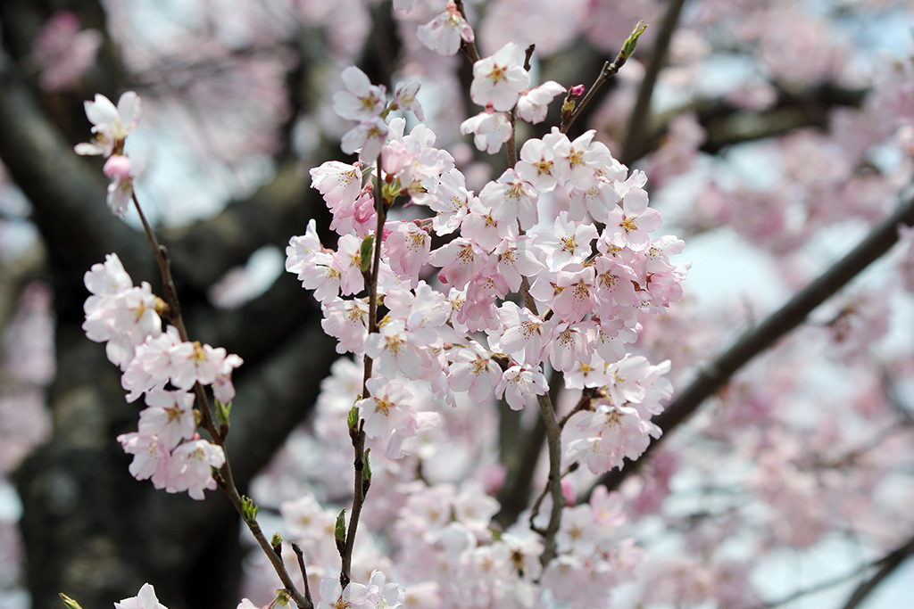 제 9회 천안위례 벚꽃축제 기본일정과 프로그램 소개