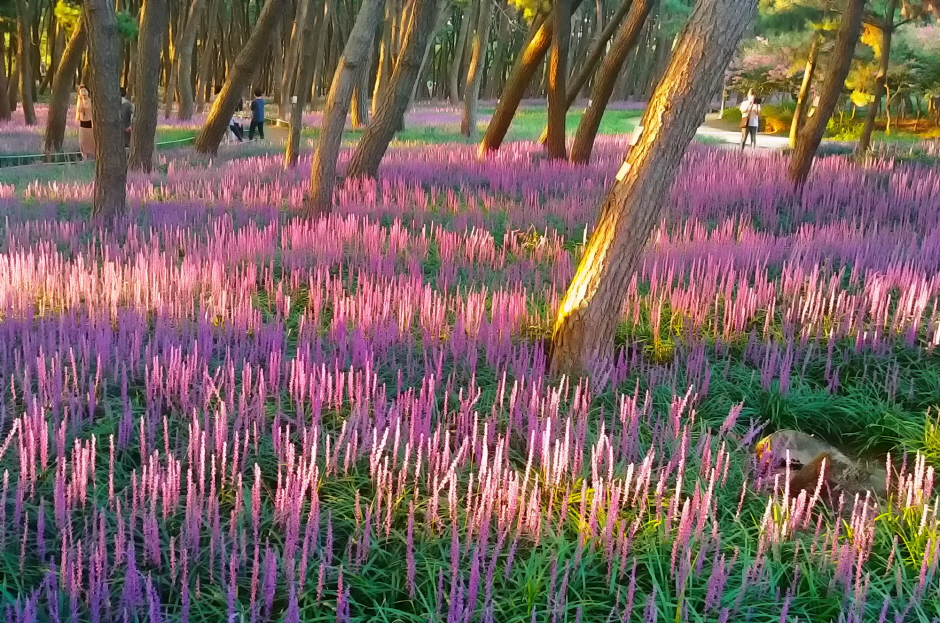 장항송림산림욕장