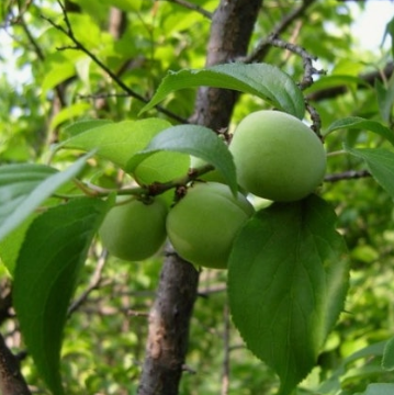 매실 효능과 부작용 고르는법 칼로리