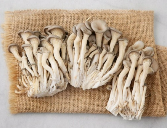 홀애비 노인 냄새 없애려면, 느타리 버섯 드세요.