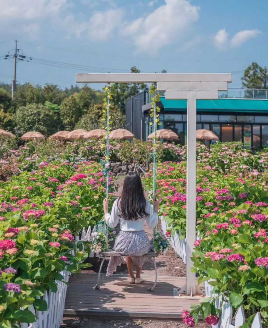 휴애리 수국축제