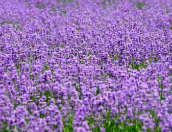 동해 무릉별유천지 라벤더축제