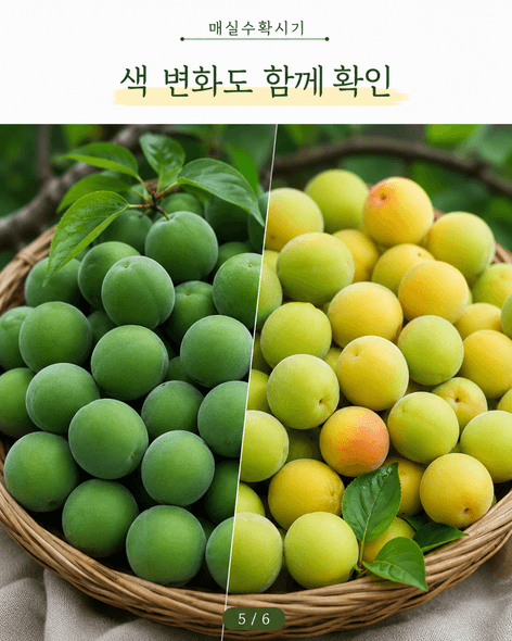 매실수확시기