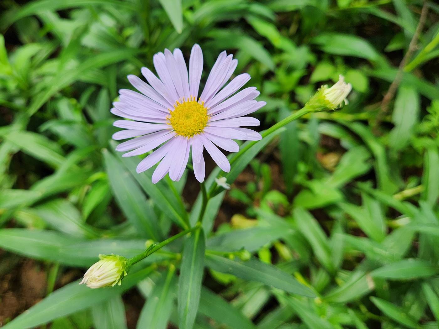 벌개미취 Korea Daisy
