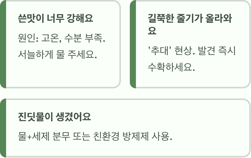 실패 없는 적치커리 키우기 A to Z (씨앗부터 수확까지)