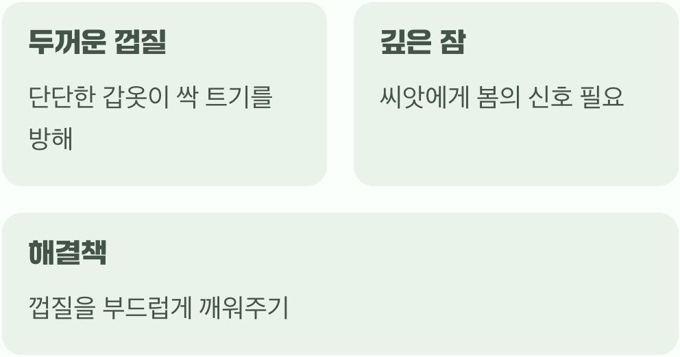 잠자는 씨앗, 그대로 심으면 안돼요