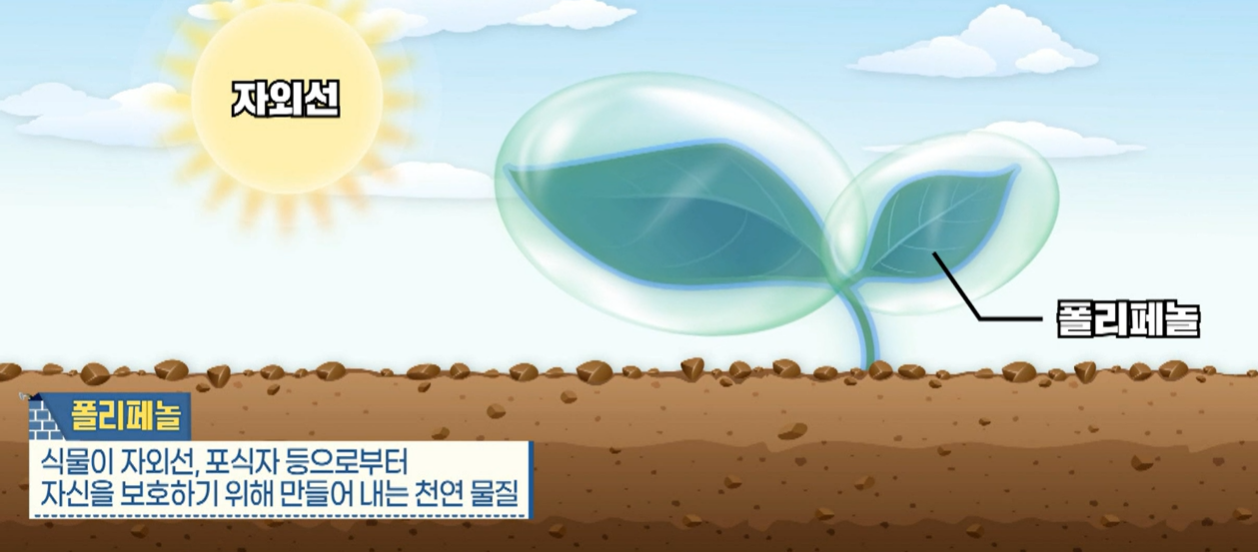 베르가못폴리페놀