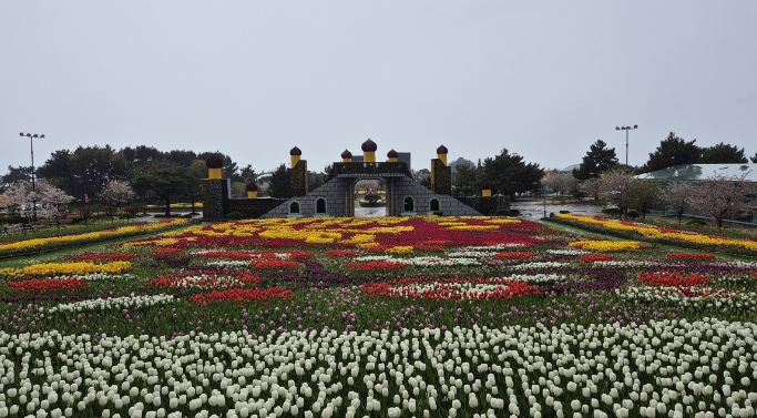 태안 튤립축제