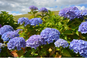 신안 도초도 수국축제