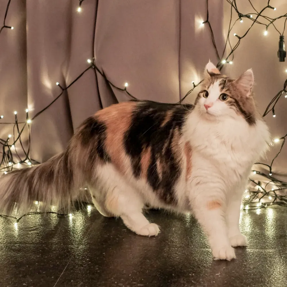 노르웨이숲 고양이 유전병 분양 털빠짐_1