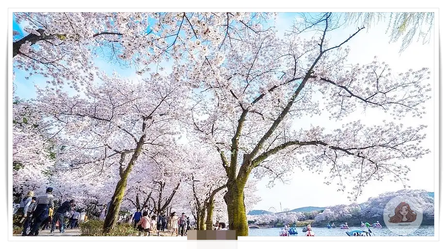 경주-보문호-벚꽃-명소