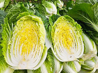 10월 제철음식 배추