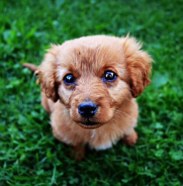 canine atopic dermatitis