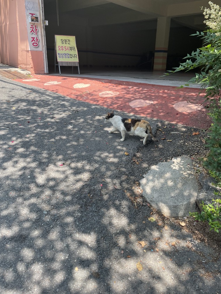 꽃그늘 속 고양이