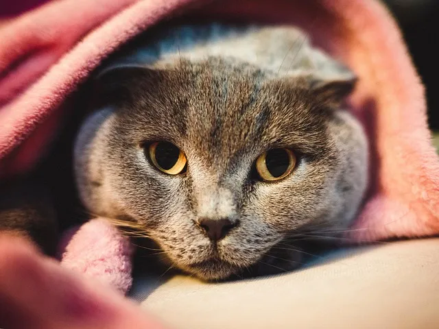 스코티시폴드 고양이 유전병_2