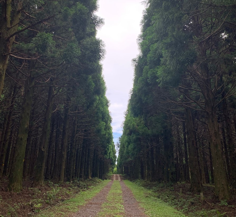 한라산 둘레길 시험림길 5월~10월까지 개방