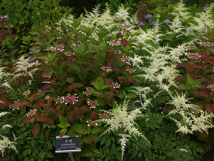 이국적인-모습의-수국2