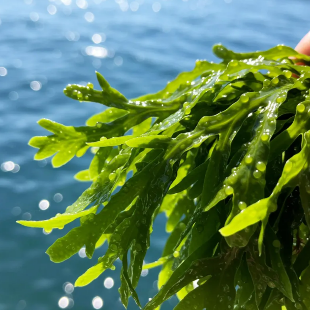 장 건강에 좋은 음식 7가지|속 편하고 활력 넘치는 하루를 위한 식습관