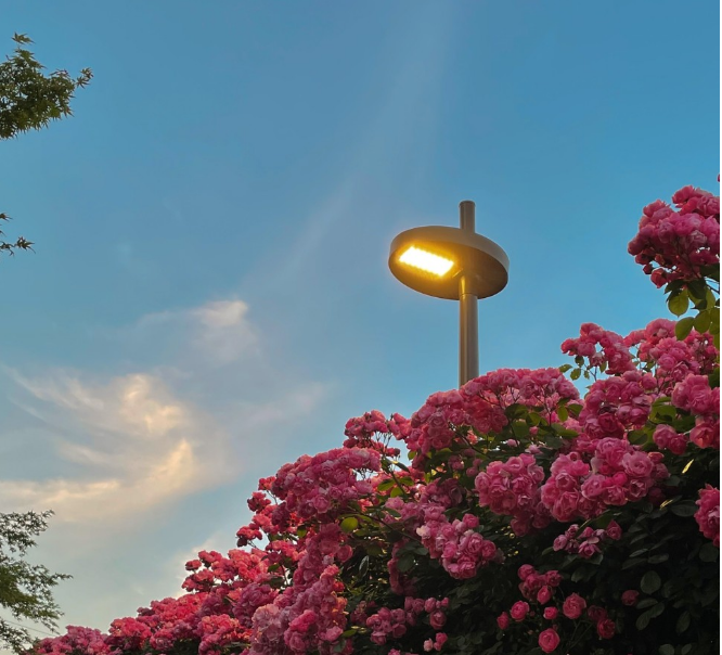 2023.서울 중랑구 장미축제.일정.주차.추천코스.맛집.2023안내.총정리