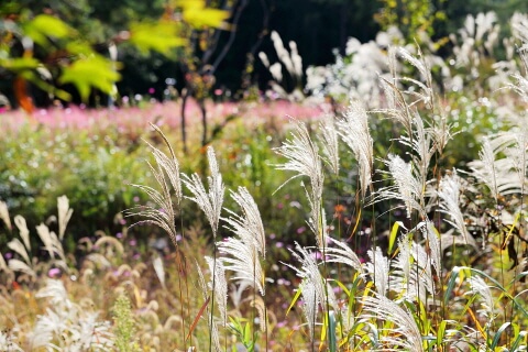 가을엔 강아지와 단풍길 산책! 반려견 동반 명소 총정리