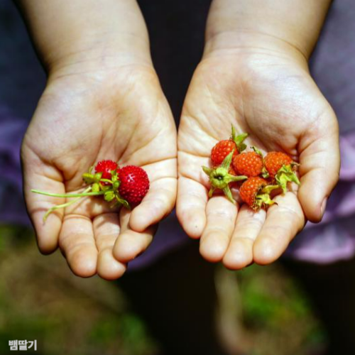 뱀딸기와산딸기