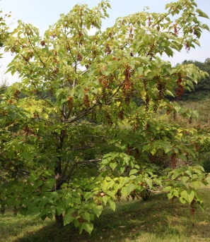 이나무 수형2
