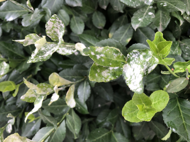 사철나무 흰가루병2