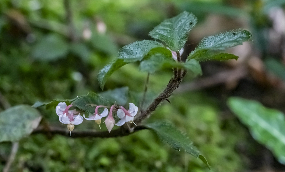 산호수