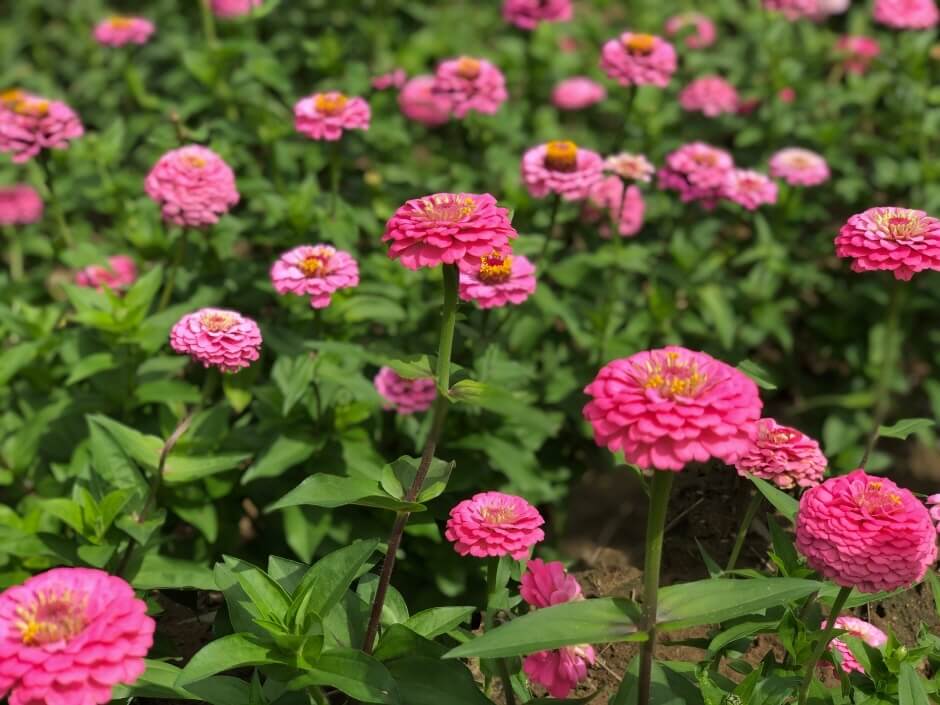 백일홍 축제2