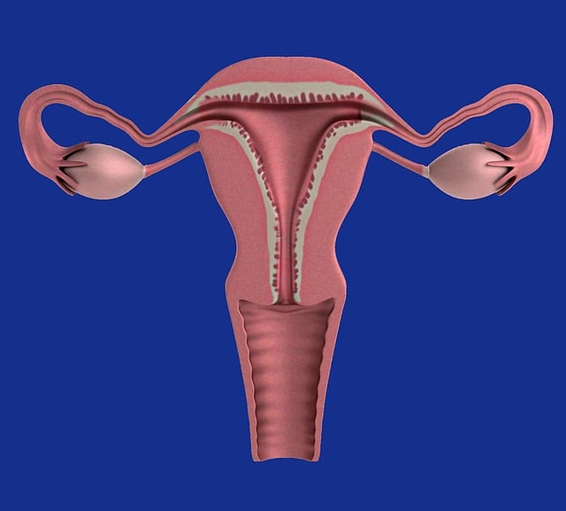 이소플라본 VS 에스트로겐 (차이점,부작용, 효능) 관련 이미지