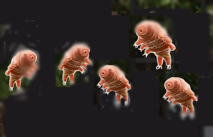 완보동물(Tardigrada)곰벌레