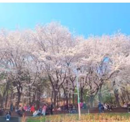 인천 벚꽃