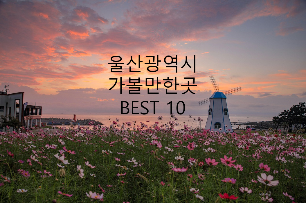 울산시 간절곶 코스모스 사진