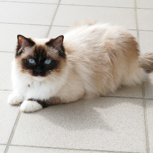 고양이-품종-17가지-종류-완벽-총정리