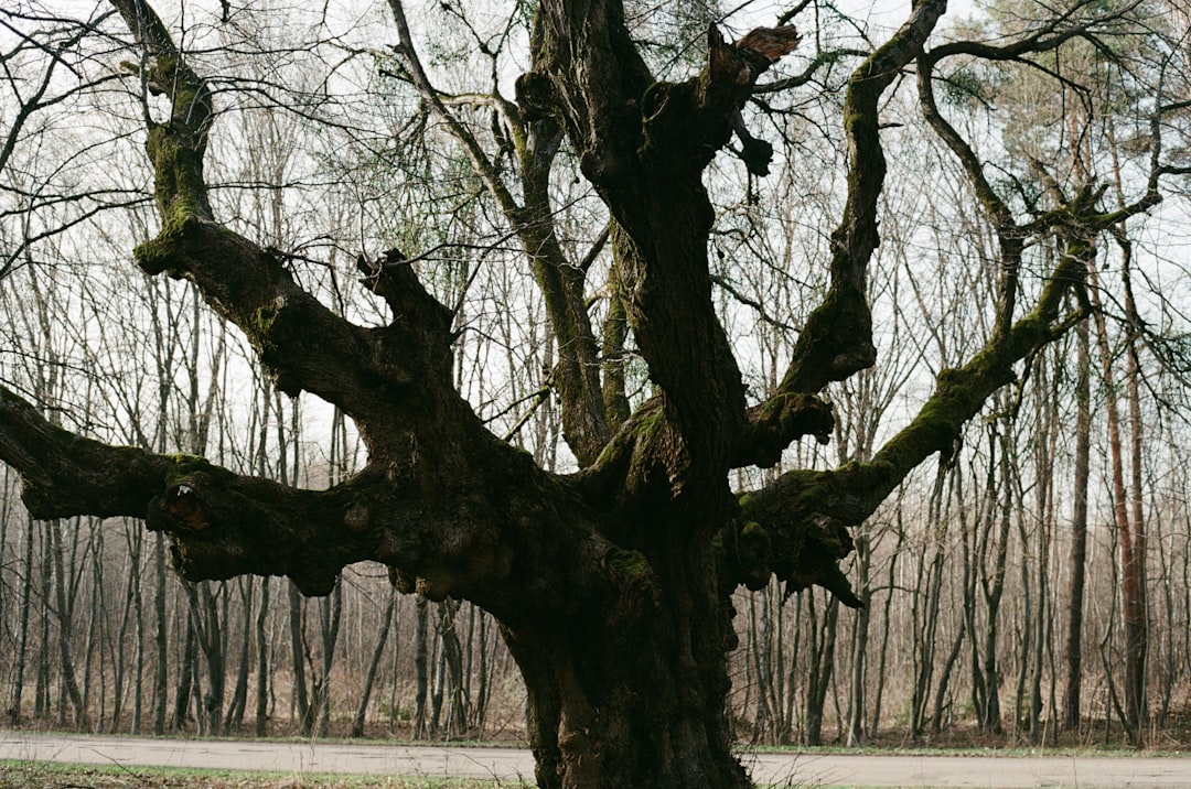 'Tree'