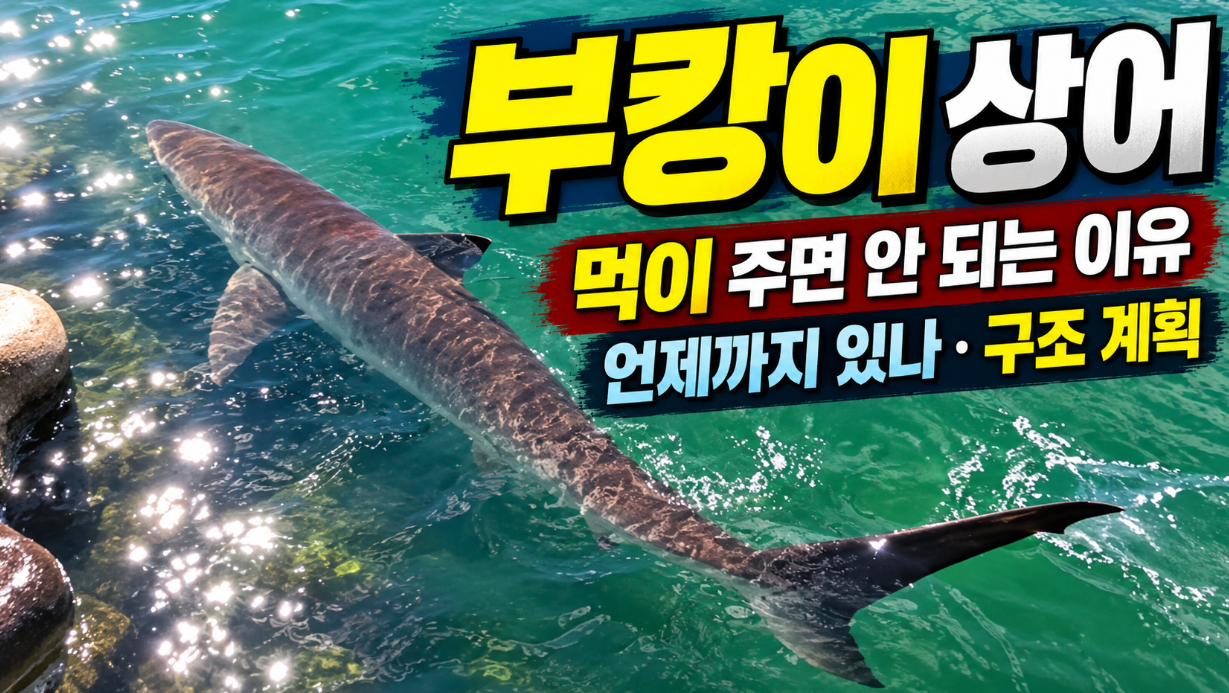 부캉이 상어|먹이 주면 안 되는 이유·언제까지 있나