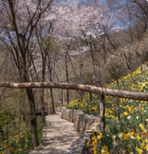 화담숲 수선화 축제
