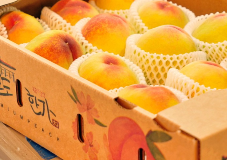 생방송투데이 복숭아