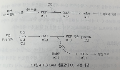 출처 : 수목생리학 (이경준 지음)