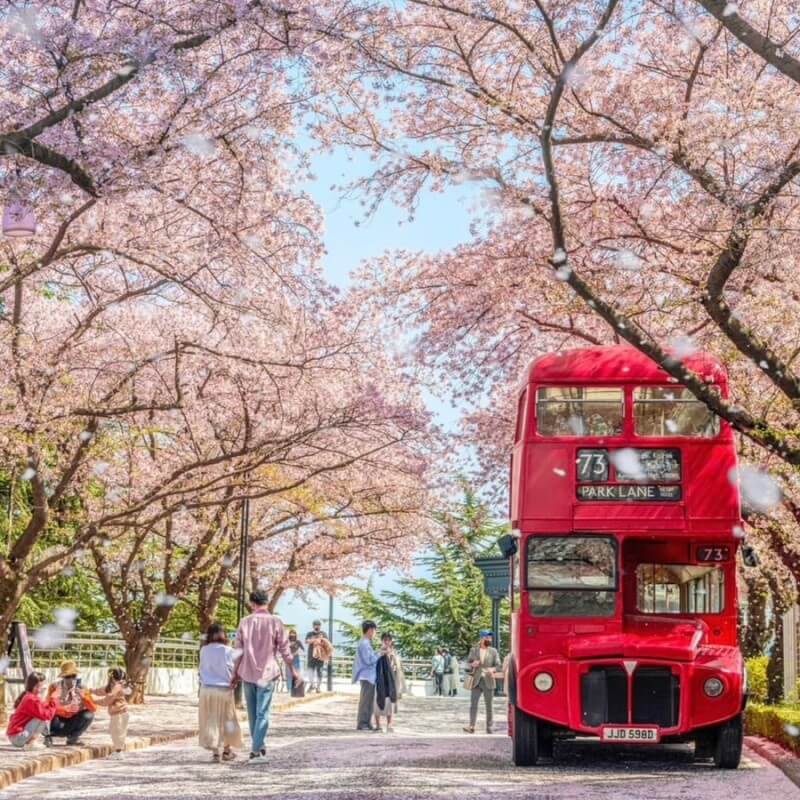 2024년 벚꽃 개화시기/ 지역별 명소